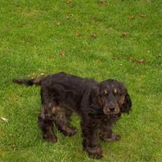Cocker spaniel Emma 