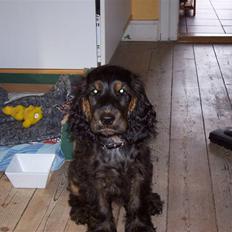 Cocker spaniel Emma 