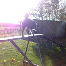 Border collie Amazing UNO