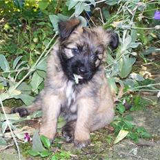 Pyrenæisk hyrdehund Coco