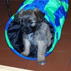 Pyrenæisk hyrdehund Coco