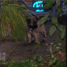 Pyrenæisk hyrdehund Coco