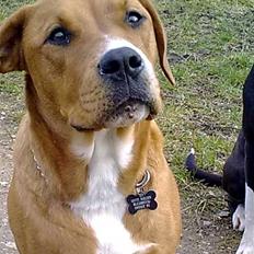 Blanding af racer Liva 