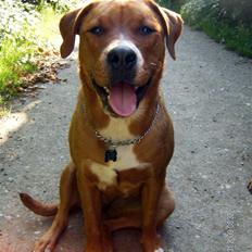 Blanding af racer Liva 