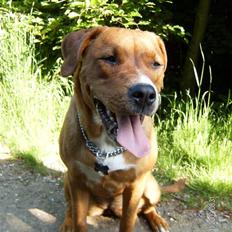 Blanding af racer Liva 