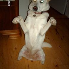 Blanding af racer Lui