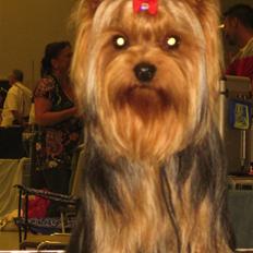Yorkshire terrier Domino