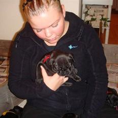 Fransk bulldog Alpha