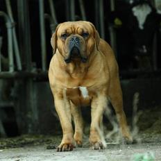 Dogue de bordeaux samia (Himmelhund)