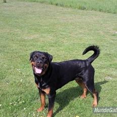 Rottweiler Bella *MIT ET & ALT* *R.I.P* 
