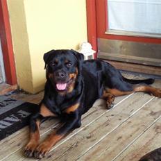 Rottweiler Bella *MIT ET & ALT* *R.I.P* 