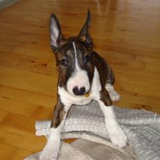 Bullterrier Lilli
