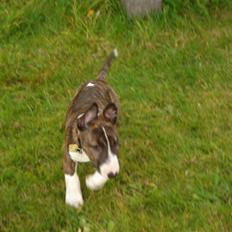 Bullterrier Lilli