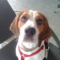 Beagle Zenta