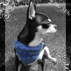 Chihuahua Alen's Dream Oskar Strok