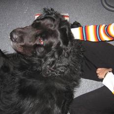 Newfoundlænder Niffi (himmelhund)