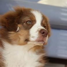 Australian shepherd Pippi