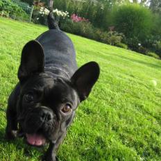 Fransk bulldog Emma