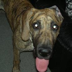 Grand danois Sassy (Siciliano Jazz)