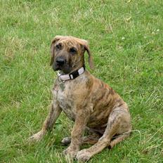 Grand danois Sassy (Siciliano Jazz)