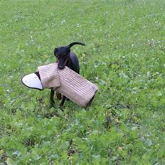 Dobermann torontos ronja RIP.