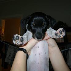 Dansk svensk gaardhund Lady Kahlua