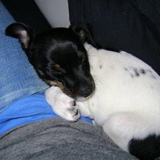 Dansk svensk gaardhund Lady Kahlua