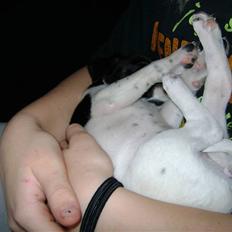 Dansk svensk gaardhund Lady Kahlua