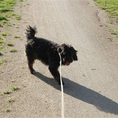 Blanding af racer Molly :P