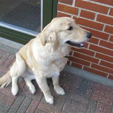 Golden retriever Felix