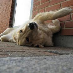 Golden retriever Felix