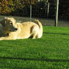 Golden retriever Felix
