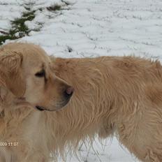Golden retriever simba <3 (himmel hund)