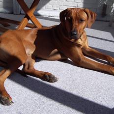 Rhodesian ridgeback Tuasiwa's Ga-ma Akili