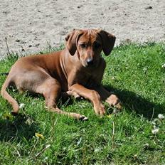 Rhodesian ridgeback Tuasiwa's Ga-ma Akili