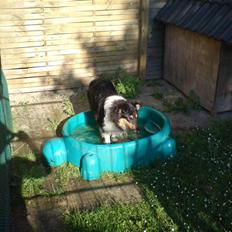 Collie langhåret Candy