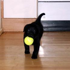 Blanding af racer Nani