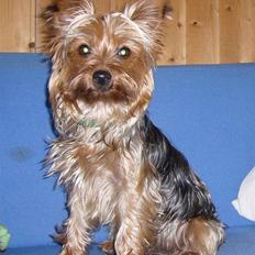 Yorkshire terrier Fifi