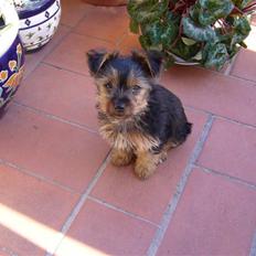 Yorkshire terrier Fifi