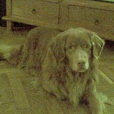 Nova scotia duck tolling retriever Cesar