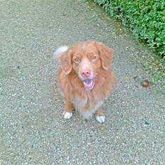 Nova scotia duck tolling retriever Cesar