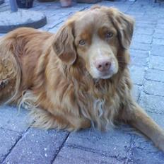 Nova scotia duck tolling retriever Cesar