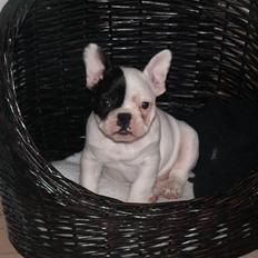 Fransk bulldog Quark