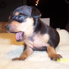 Dvaergpinscher dudu *DØD*