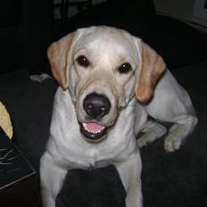 Labrador retriever BOB