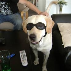Labrador retriever BOB