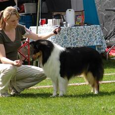 Collie langhåret Candy