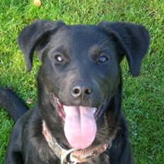 Blanding af racer Czazy