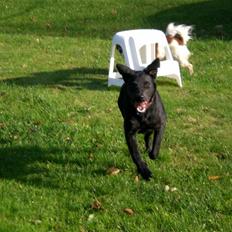 Blanding af racer Czazy