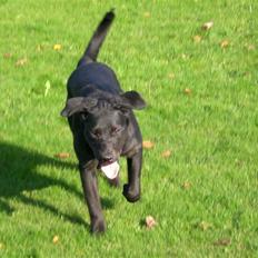 Blanding af racer Czazy